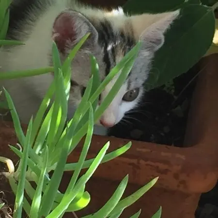 度假居 Casa Solemar *